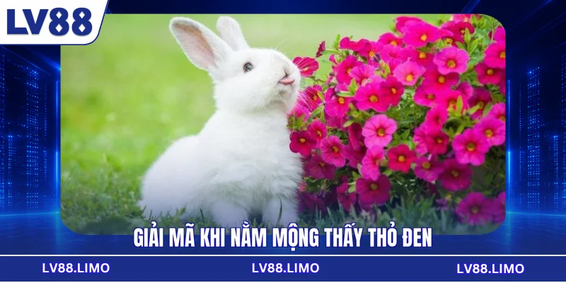 Giải mã khi nằm mộng thấy thỏ đen